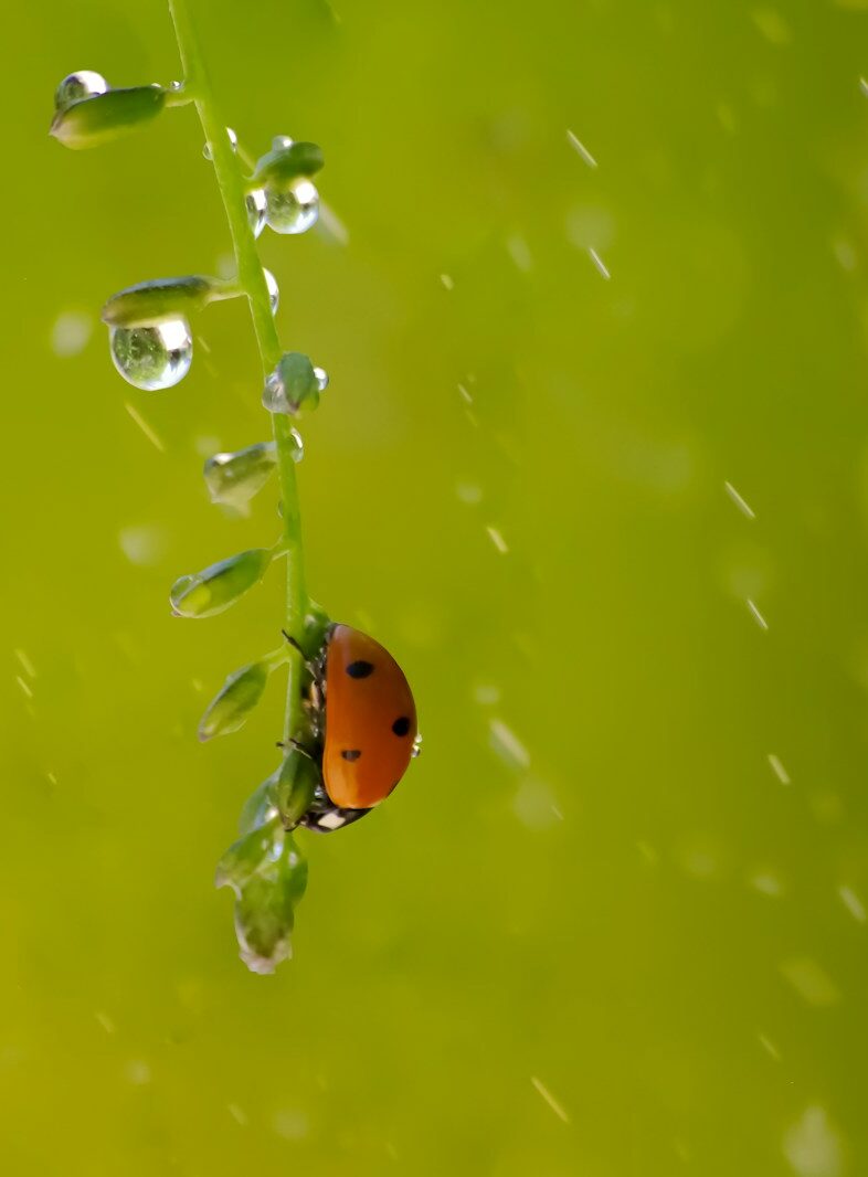 close-up photo of ladybird perching on stem covered with water droplet